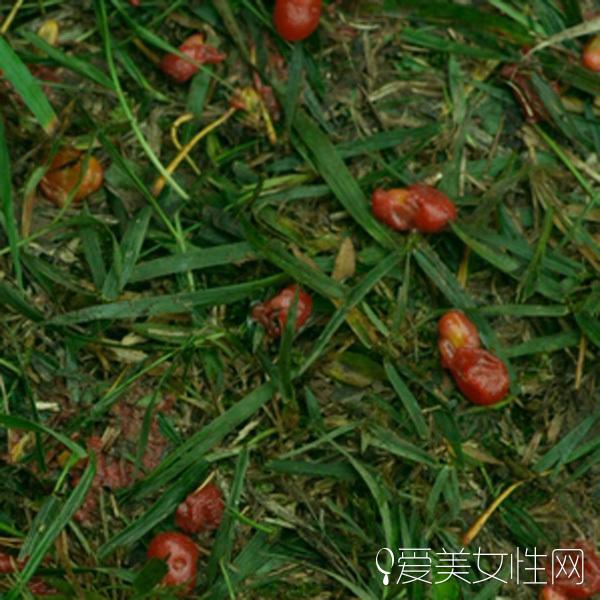 原味森系美食：学做《小森林》夏秋食谱